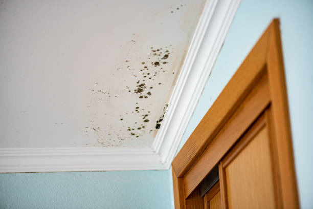 Best DIY Mold Remediation Support Services in Level Plains, AL