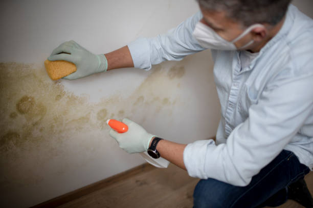 Best White Mold Remediation in Level Plains, AL